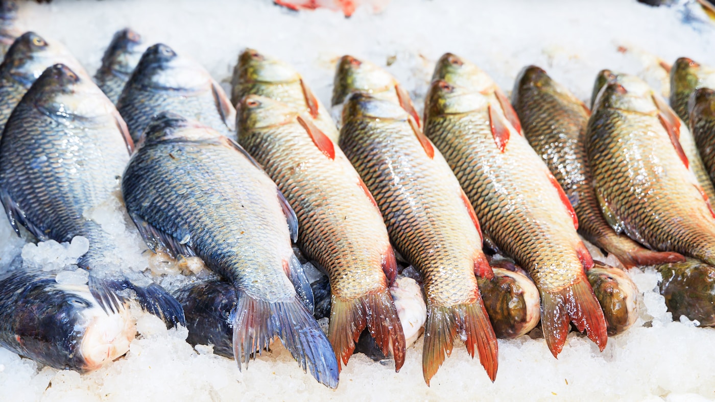 Fresh Fish