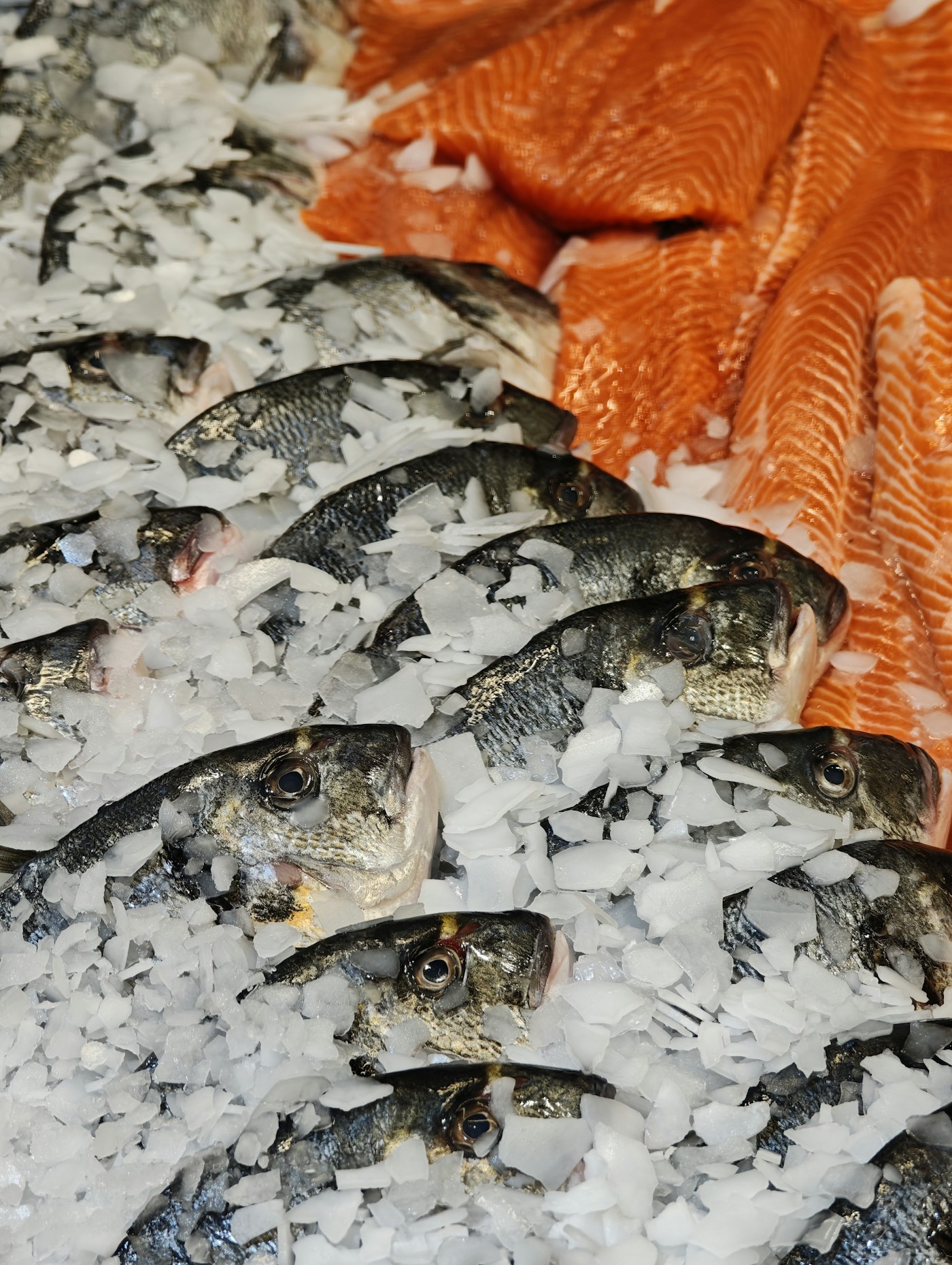 Frozen Fish