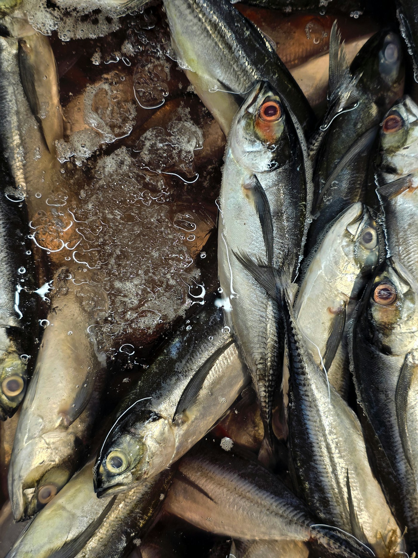 Live Fish