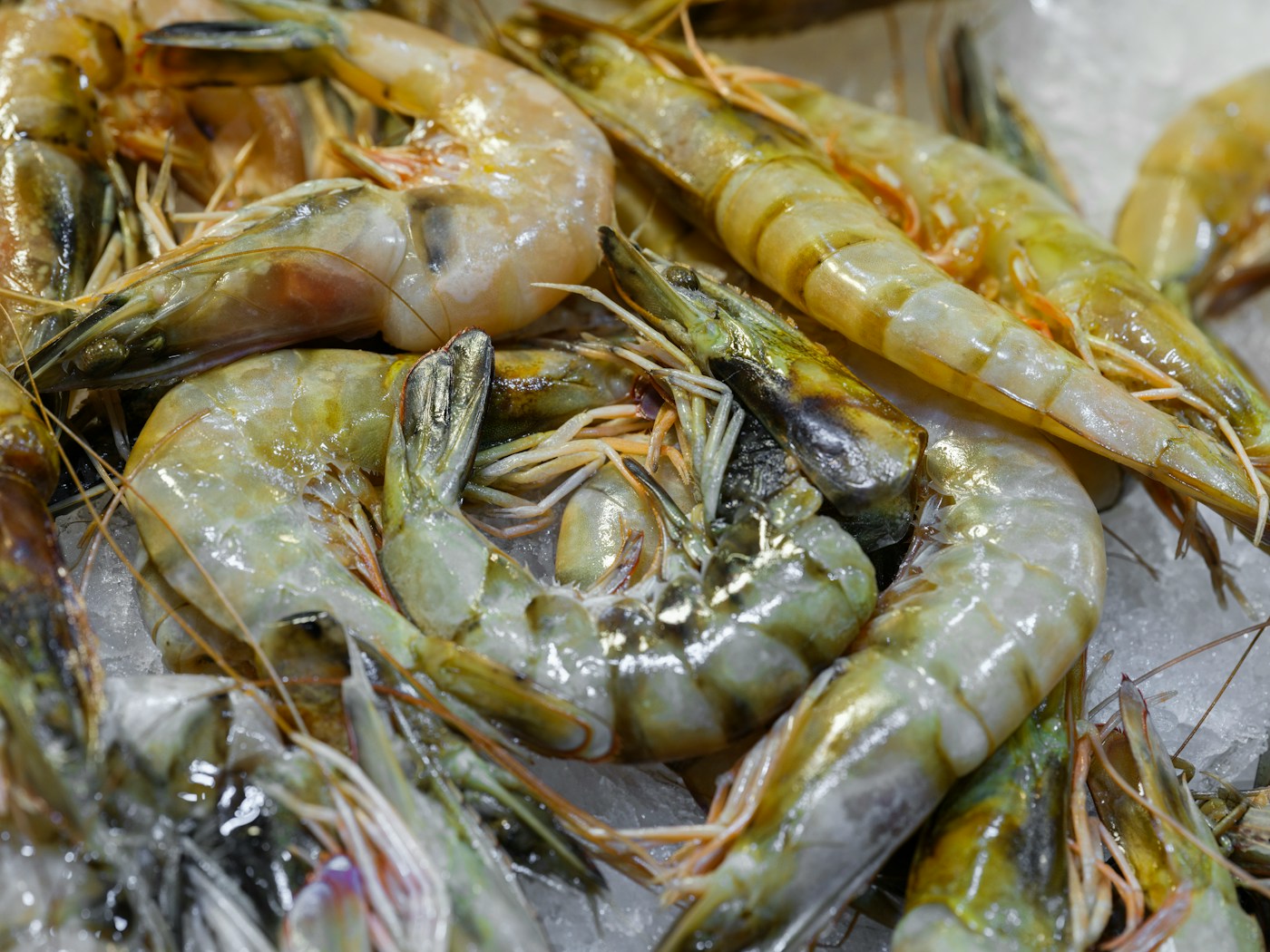 Prawn