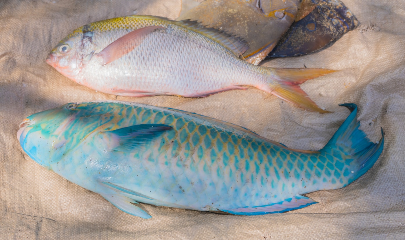 Sea Fish